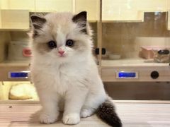 -屋虎猫馆(宝安大仟里店)