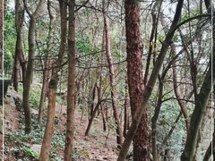 -铁山坪森林公园