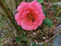 -亚龙湾国际玫瑰谷