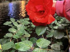 -成都市活水公园