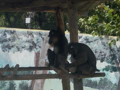 -西霞口神雕山野生动物世界