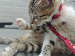 -瑞派名望志远动物医院·猫科·內科·异宠专科(直港大道店)