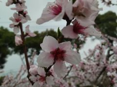 -桃花岛景观公园