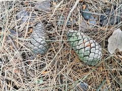 -铁山坪森林公园