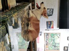 -平行世界·猫咖(首经贸店)