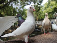-西园寺