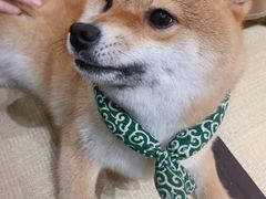 -逗柴咖啡屋·狗咖猫咖宠物桌游