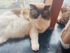 -蓝鲸·缅因猫舍