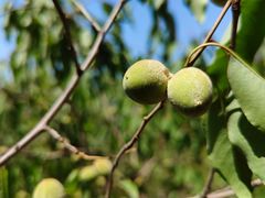 -北京上方山国家森林公园