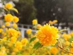 -大兴滨河森林公园