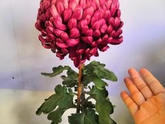 -杭州植物园