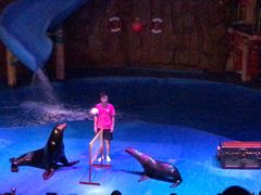 -烟台海昌鲸鲨海洋公园