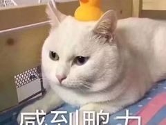 -东丽温泉羽毛球