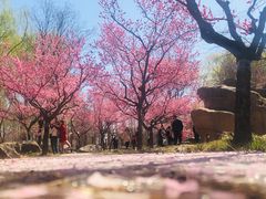 -石家庄市植物园