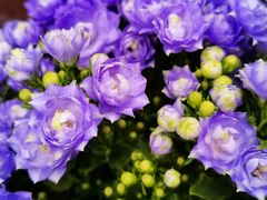 -循礼门鲜花花市(武汉循礼门店)