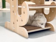 -飞行喵MR PILOT|猫舍·猫咖(静安大融城店)