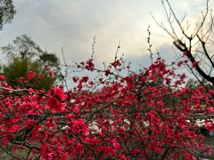 -宁波九龙湖开元度假村