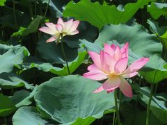 -荔湾湖公园