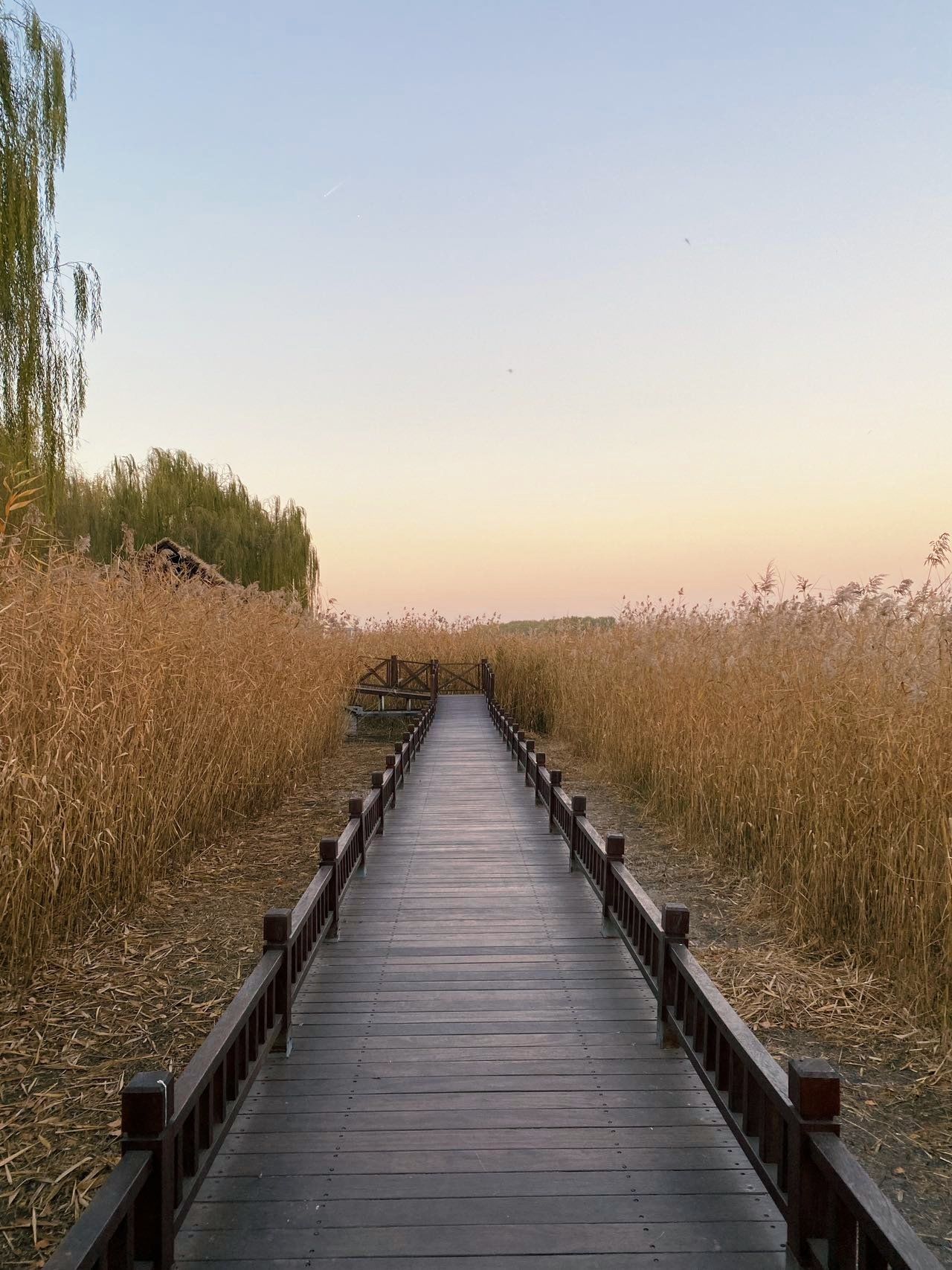 秋日的芦苇荡别有一番风景