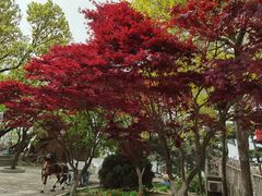 -燕窝岭