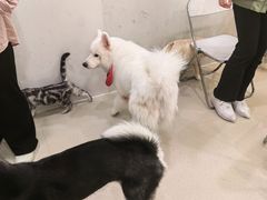 -共舞时光猫咖·狗咖(新街口店)