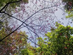 -广州市白云山风景名胜区