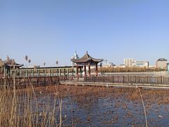-莲花池公园