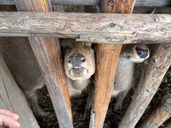 -鄂尔多斯野生动物园