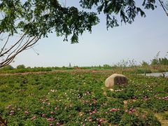 -泗洪洪泽湖湿地景区