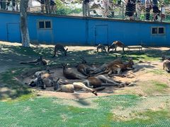 -西霞口神雕山野生动物世界