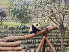 -中国大熊猫保护研究中心雅安碧峰峡基地
