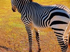 -奥兰多迪士尼动物王国乐园