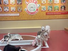 -和它·交个朋友·狗咖猫咖(爱琴海店)