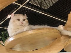 -猫和宫(六道口店)