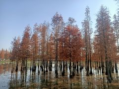 -白鹭湾湿地公园