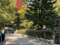 -西双版纳原始森林公园