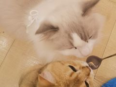 -Let's go狗咖·猫咖·奶狗·桌游(春熙路IFS店)