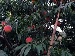 -小慧大桃观光采摘园