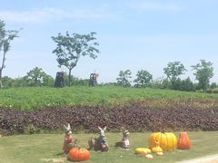 -同里国家湿地公园