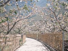 -萝卜寨羌文化生态旅游区
