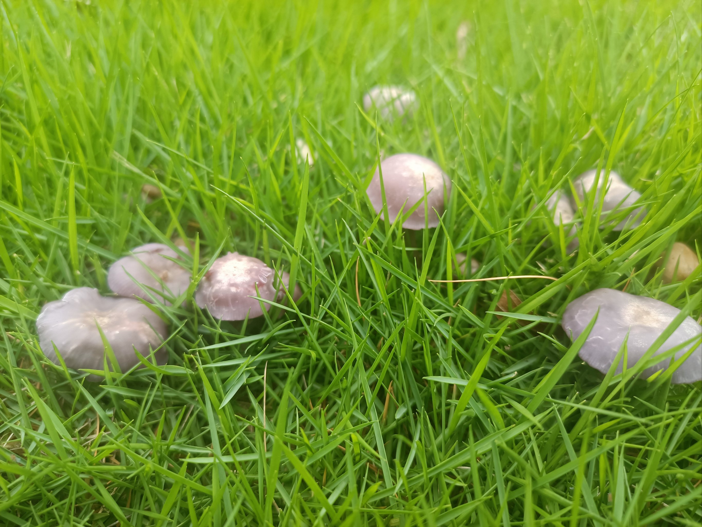 草地上的蘑菇图片