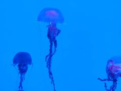 -沈阳海洋探索中心