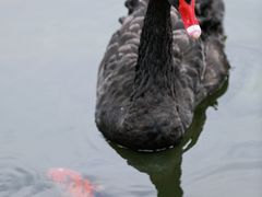 -西双版纳原始森林公园