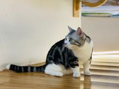 -COLOR PETS 撸猫馆·购猫·猫咖(长风大悦城店)