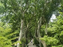 -上海醉白池公园