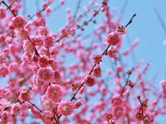 -花开海上生态园