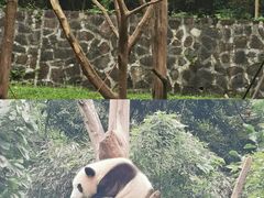-都江堰中华大熊猫苑