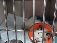 -瑞派福兴宠物医院犬猫全科·骨科·中西医结合(河东店)