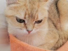 -1013 PET SHOP精品宠物商店(丁香店)