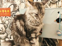 -猫小院猫主题餐厅(三里屯店)